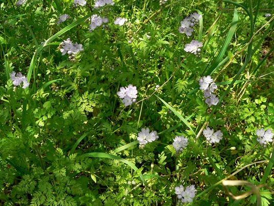 {Phacelia purshii}